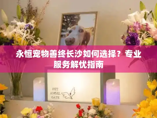 永恒宠物善终长沙如何选择?专业服务解忧指南 永恒宠物善终长沙如何选择?专业服务解忧指南