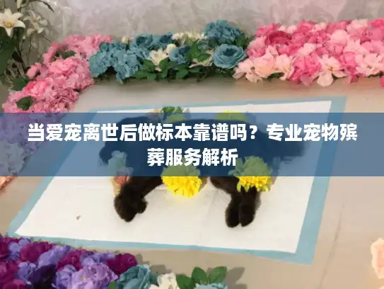 当爱宠离世后做标本靠谱吗？专业宠物殡葬服务解析