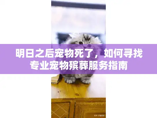明日之后宠物死了，如何寻找专业宠物殡葬服务指南