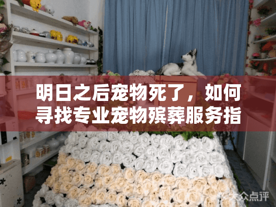 明日之后宠物死了，如何寻找专业宠物殡葬服务指南