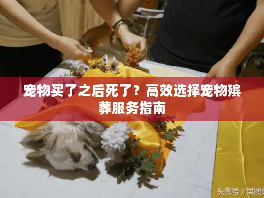 宠物买了之后死了？高效选择宠物殡葬服务指南