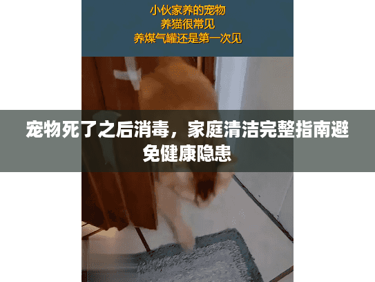 宠物死了之后消毒,家庭清洁完整指南避免健康隐患 宠物死了之后消毒,家庭清洁完整指南避免健康隐患