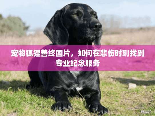 宠物狐狸善终图片，如何在悲伤时刻找到专业纪念服务