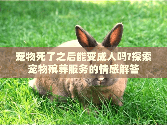 宠物死了之后能变成人吗?探索宠物殡葬服务的情感解答