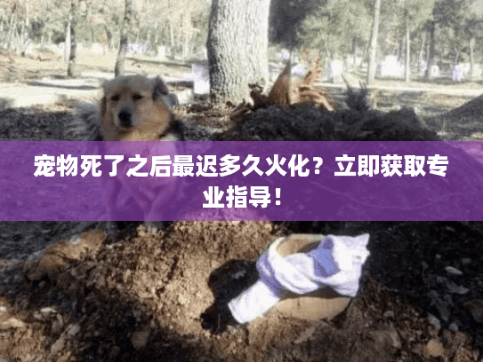 宠物死了之后最迟多久火化?立即获取专业指导! 宠物死了之后最迟多久火化?立即获取专业指导!