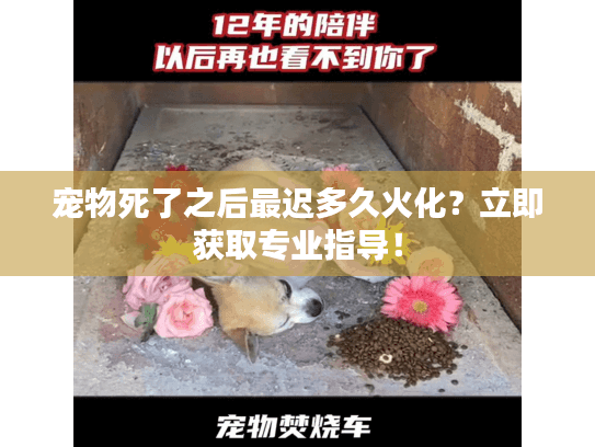 宠物死了之后最迟多久火化?立即获取专业指导! 宠物死了之后最迟多久火化?立即获取专业指导!