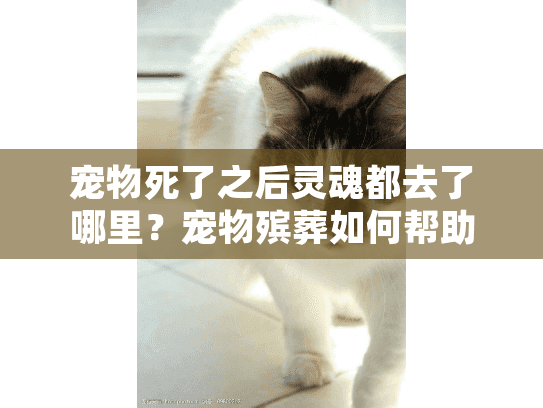 宠物死了之后灵魂都去了哪里?宠物殡葬如何帮助主人找到情感慰藉 宠物死了之后灵魂都去了哪里?宠物殡葬如何帮助主人找到情感慰藉
