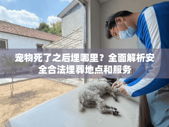 宠物死了之后埋哪里?全面解析安全合法埋葬地点和服务 宠物死了之后埋哪里?全面解析安全合法埋葬地点和服务