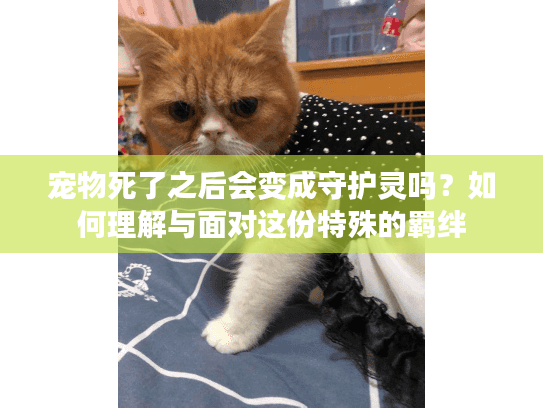 宠物死了之后会变成守护灵吗？如何理解与面对这份特殊的羁绊