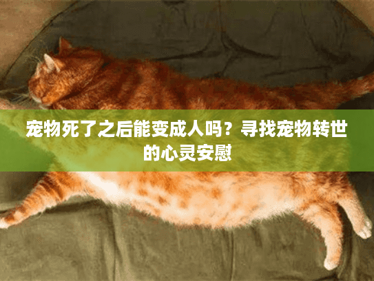 宠物死了之后能变成人吗？寻找宠物转世的心灵安慰