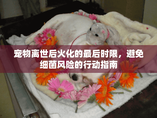 宠物离世后火化的最后时限，避免细菌风险的行动指南
