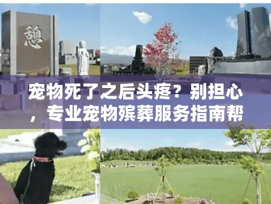 宠物死了之后头疼？别担心，专业宠物殡葬服务指南帮你化解烦恼