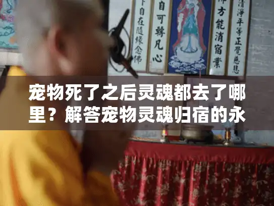 宠物死了之后灵魂都去了哪里?解答宠物灵魂归宿的永恒谜题 宠物死了之后灵魂都去了哪里?解答宠物灵魂归宿的永恒谜题