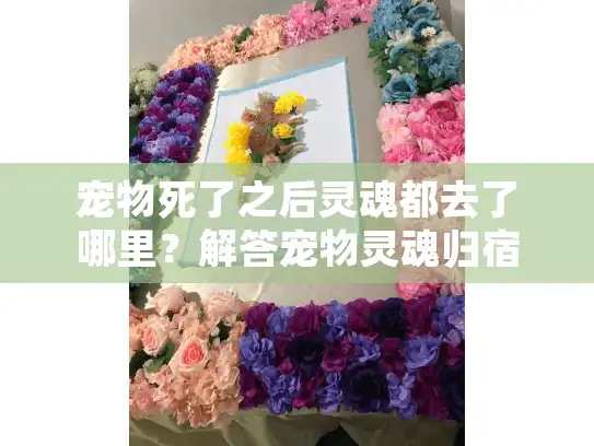 宠物死了之后灵魂都去了哪里?解答宠物灵魂归宿的永恒谜题 宠物死了之后灵魂都去了哪里?解答宠物灵魂归宿的永恒谜题