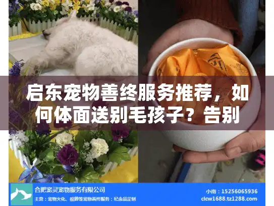 启东宠物善终服务推荐,如何体面送别毛孩子?告别慌乱无助 启东宠物善终服务推荐,如何体面送别毛孩子?告别慌乱无助
