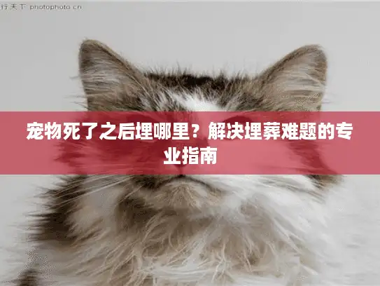 宠物死了之后埋哪里?解决埋葬难题的专业指南 宠物死了之后埋哪里?解决埋葬难题的专业指南