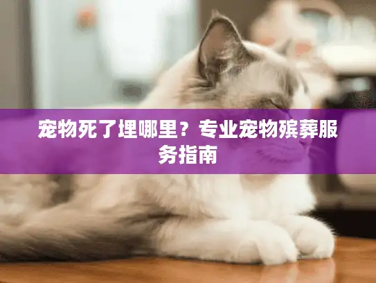 宠物死了埋哪里？专业宠物殡葬服务指南