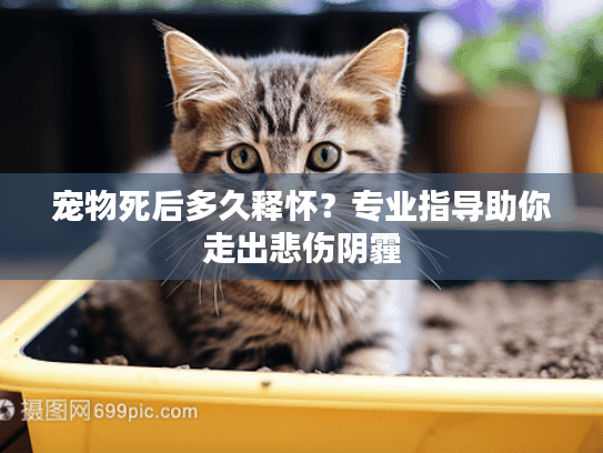宠物死后多久释怀?专业指导助你走出悲伤阴霾 宠物死后多久释怀?专业指导助你走出悲伤阴霾