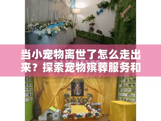 当小宠物离世了怎么走出来？探索宠物殡葬服务和情感疗愈之道
