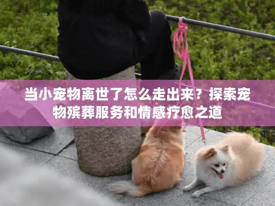 当小宠物离世了怎么走出来？探索宠物殡葬服务和情感疗愈之道