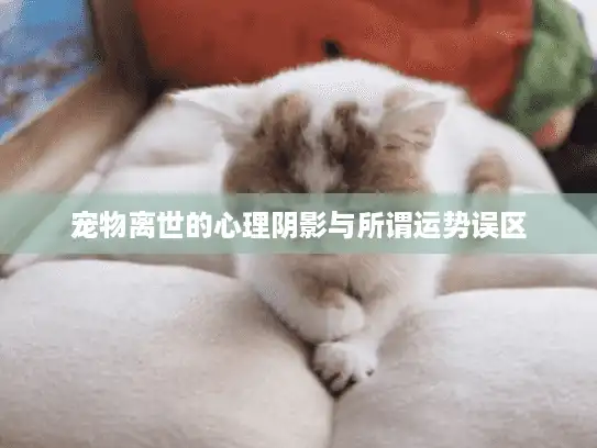 宠物离世的心理阴影与所谓运势误区