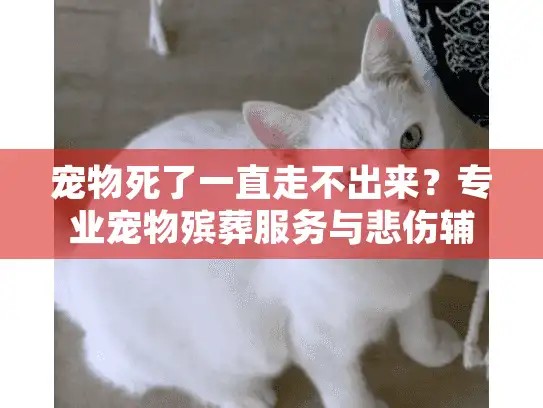 宠物死了一直走不出来？专业宠物殡葬服务与悲伤辅导解决方案