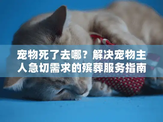 宠物死了去哪？解决宠物主人急切需求的殡葬服务指南