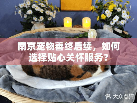 南京宠物善终后续，如何选择贴心关怀服务？