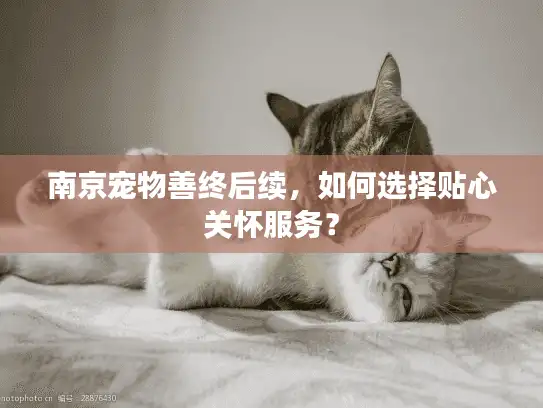 南京宠物善终后续，如何选择贴心关怀服务？