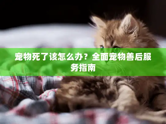宠物死了该怎么办？全面宠物善后服务指南