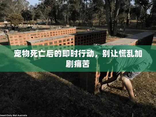 宠物死亡后的即时行动，别让慌乱加剧痛苦