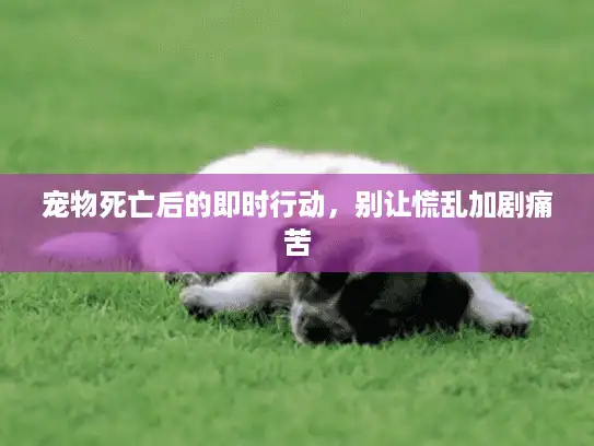 宠物死亡后的即时行动，别让慌乱加剧痛苦