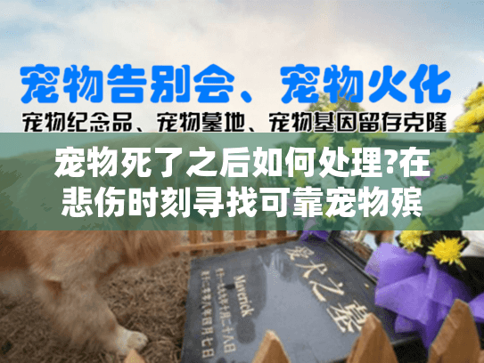 宠物死了之后如何处理?在悲伤时刻寻找可靠宠物殡葬服务的实用指南