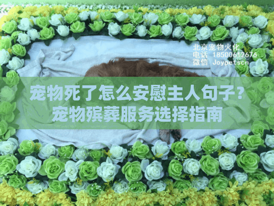 宠物死了怎么安慰主人句子？宠物殡葬服务选择指南