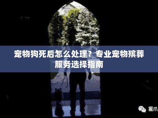 宠物狗死后怎么处理?专业宠物殡葬服务选择指南 宠物狗死后怎么处理?专业宠物殡葬服务选择指南