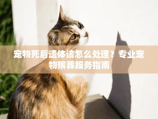 宠物死后遗体该怎么处理？专业宠物殡葬服务指南