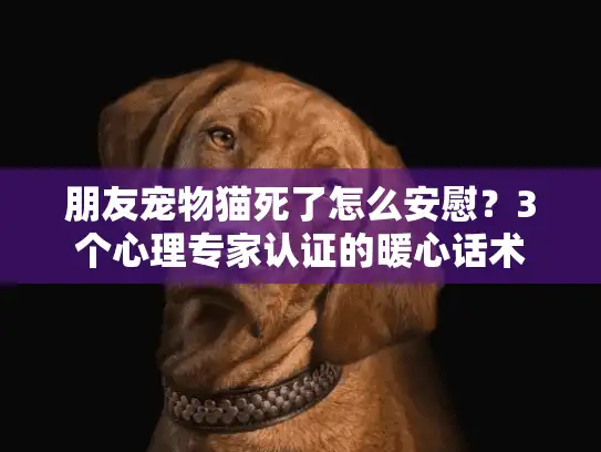 朋友宠物猫死了怎么安慰？3个心理专家认证的暖心话术