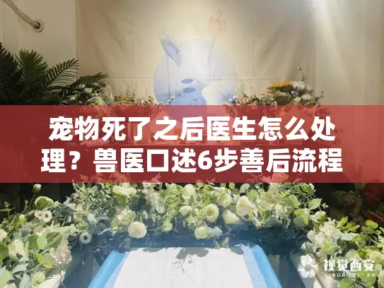 宠物死了之后医生怎么处理？兽医口述6步善后流程与家庭应对指南