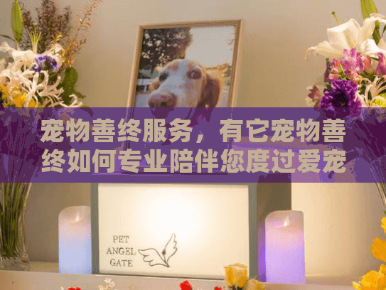 宠物善终服务,有它宠物善终如何专业陪伴您度过爱宠离世难关? 宠物善终服务,有它宠物善终如何专业陪伴您度过爱宠离世难关?