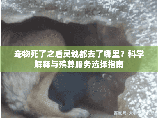 宠物死了之后灵魂都去了哪里？科学解释与殡葬服务选择指南