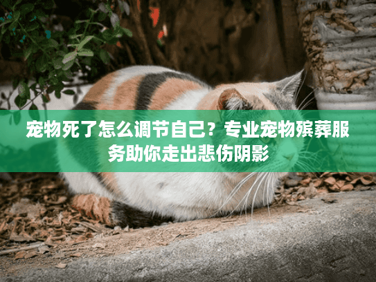 宠物死了怎么调节自己？专业宠物殡葬服务助你走出悲伤阴影