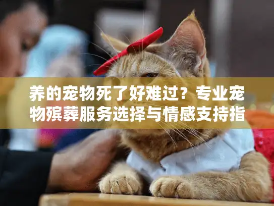 养的宠物死了好难过？专业宠物殡葬服务选择与情感支持指南