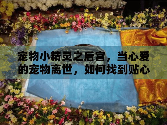 宠物小精灵之后宫，当心爱的宠物离世，如何找到贴心的殡葬服务？
