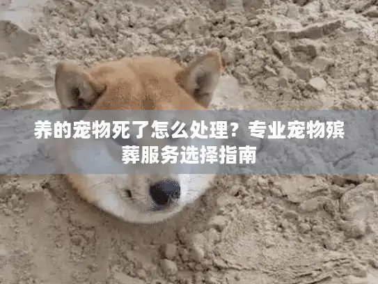 养的宠物死了怎么处理？专业宠物殡葬服务选择指南