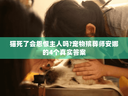 猫死了会怨恨主人吗?宠物殡葬师安娜的4个真实答案