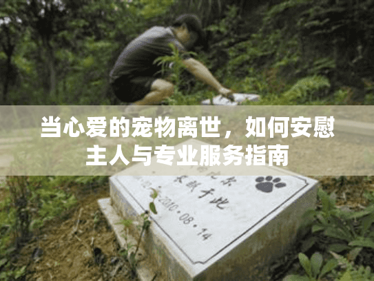 当心爱的宠物离世，如何安慰主人与专业服务指南
