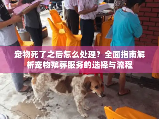 宠物死了之后怎么处理？全面指南解析宠物殡葬服务的选择与流程