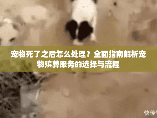 宠物死了之后怎么处理？全面指南解析宠物殡葬服务的选择与流程