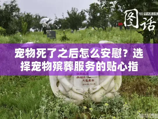 宠物死了之后怎么安慰？选择宠物殡葬服务的贴心指南