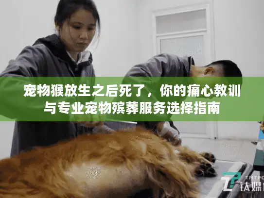 宠物猴放生之后死了，你的痛心教训与专业宠物殡葬服务选择指南